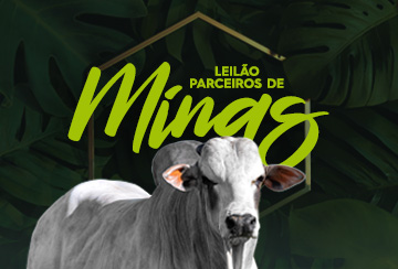 LEILÃO PARCEIROS DE MINAS - REPRODUTORES NELORE PO